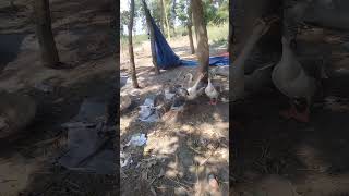 #unfrezzmyaccount #lifeisbutadream #nature #comedymusic #music #birds #funnysongs #love #nothing
