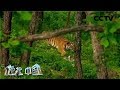 《地理·中国》 探秘自然保护区·密林虎踪 下 20200225 | CCTV科教