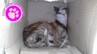 We found him in a box! by Paws on Curacao [ Animal Rescue Channel ] 16,148 views 4 years ago 4 minutes, 2 seconds