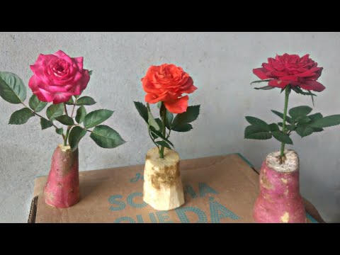 Vídeo: Rosas Em Um Salgueiro: Uma Descrição De Uma Galha Que Se Forma Rosa, O Que Fazer Se Um Salgueiro Florescer Com Galhas Verdes