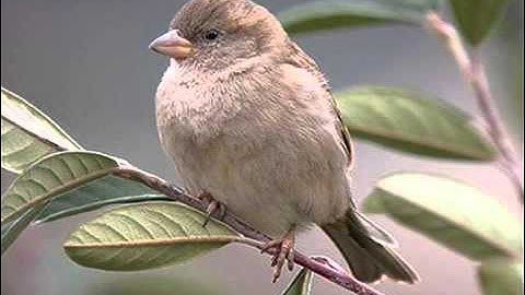 Thumbnail of somos dos El gorrion y yo