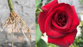 Planting rose branches in the sand takes root a lot│grow roses