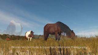 Assateague Island Wild Horses 2016