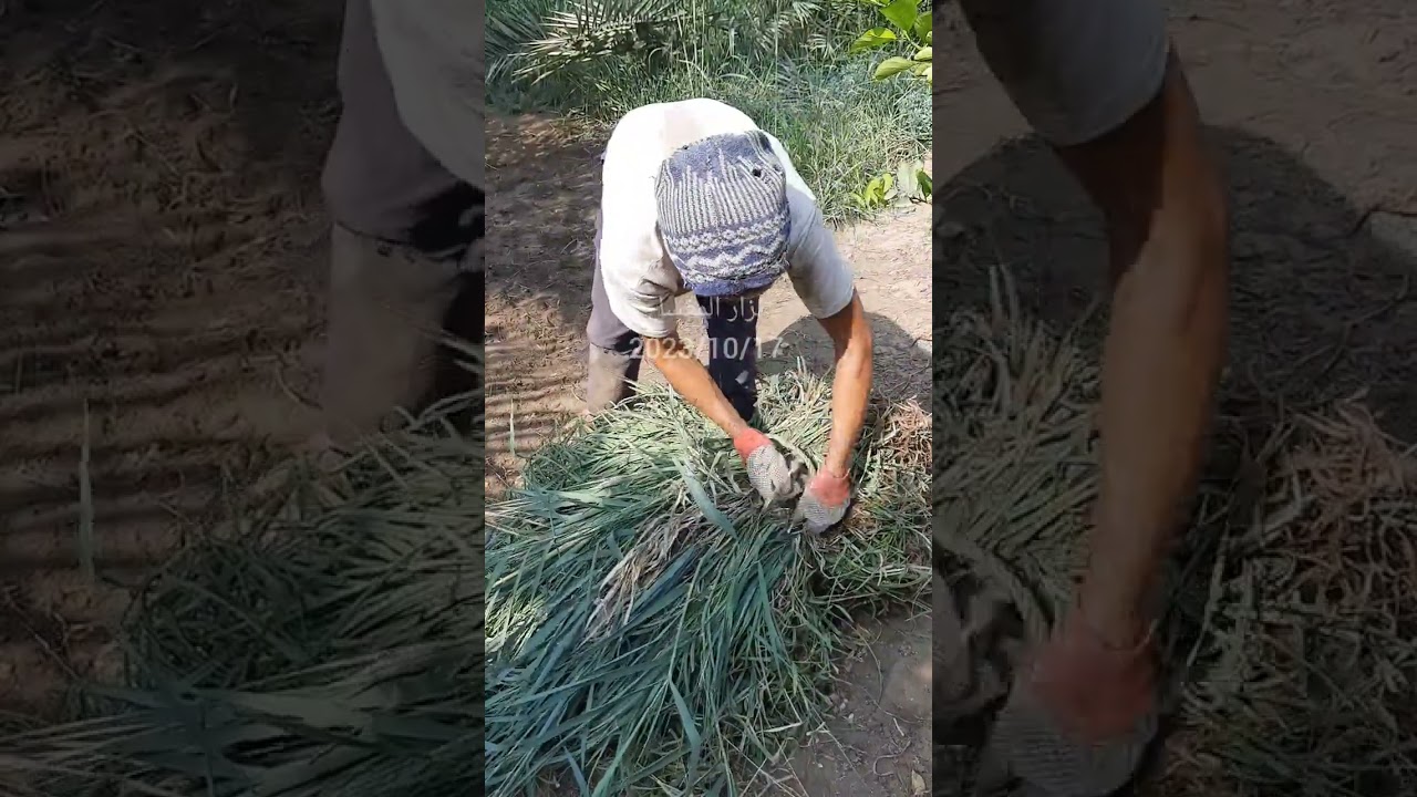 لقاء مع المزارع القطيفي منصور رضي منصور العسيف