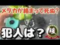 メダカが産卵床に絡まって死ぬ?ホテイソウの根は?【媛めだか】