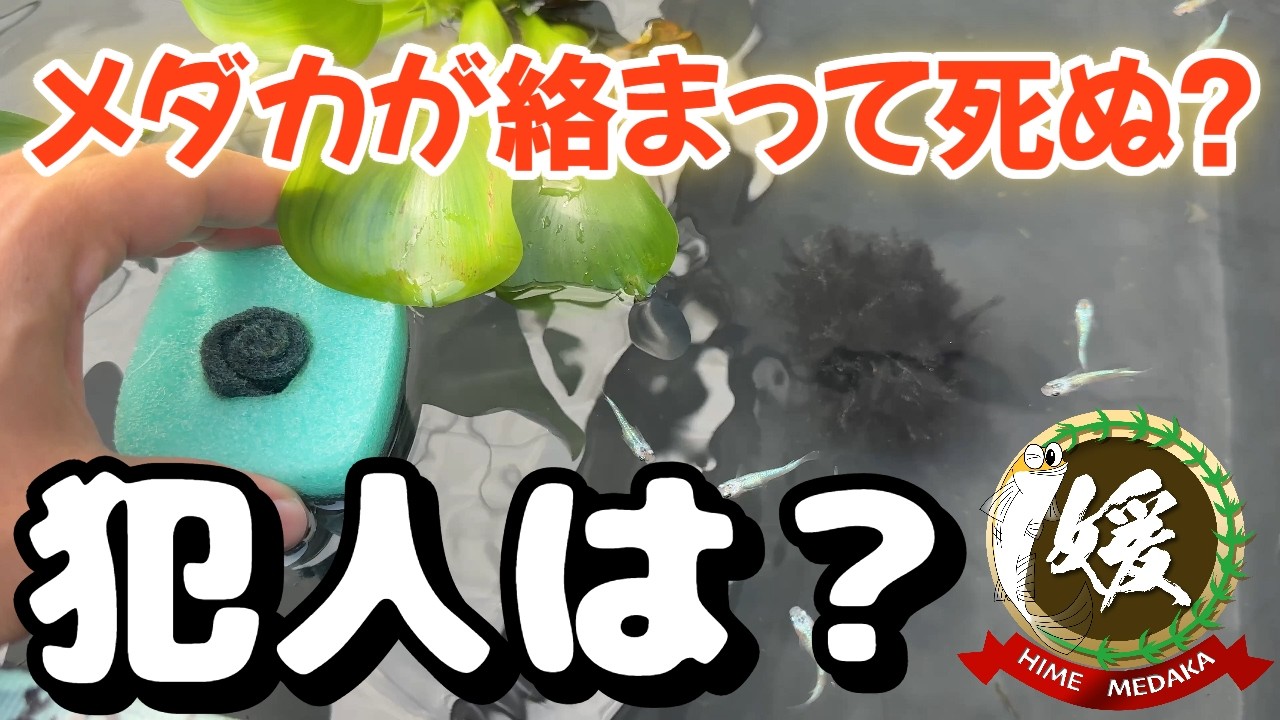 メダカが産卵床に絡まって死ぬ?ホテイソウの根は?【媛めだか】