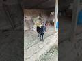 कस काय मित्रांनो बैल 🐂🥰#video #shorts #million #cow #youtube