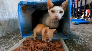 Cute kitten and mother cat so hungry