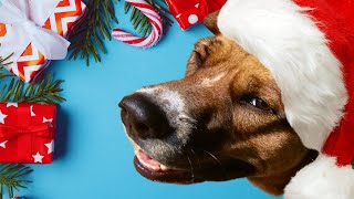 10 Things Your DOG WILL LOVE for Christmas 2023 by Busy With Dogs 70 views 5 months ago 3 minutes, 20 seconds