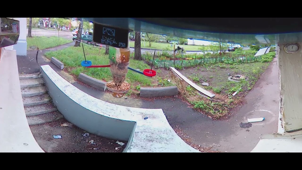 Под окном 2024 май 03 - июнь 02 летуны и залётные