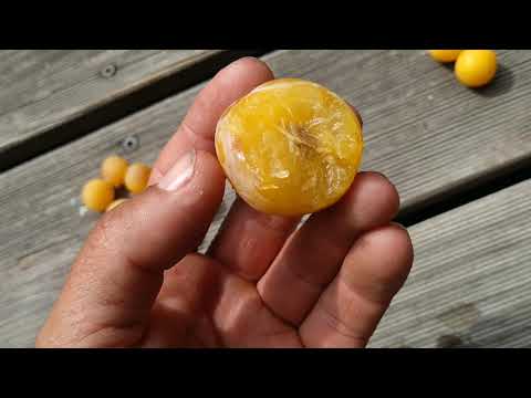 Video: Growing Hybrid Cherry Plum (Russian Plum - 2)