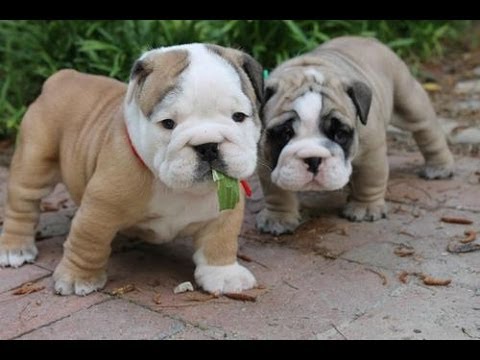 old english bulldog puppies for sale near me