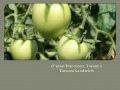 Hydroponic Garden System Kit, Grow Organically