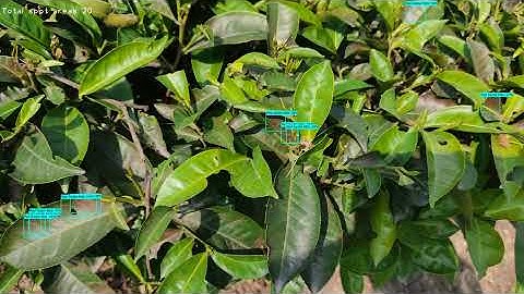 Tea Leaves Disease using Object Detection Tensorflow