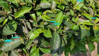 Tea Leaves Disease using Object Detection Tensorflow