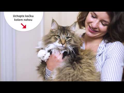 Video: Jak Přepravovat Kočku