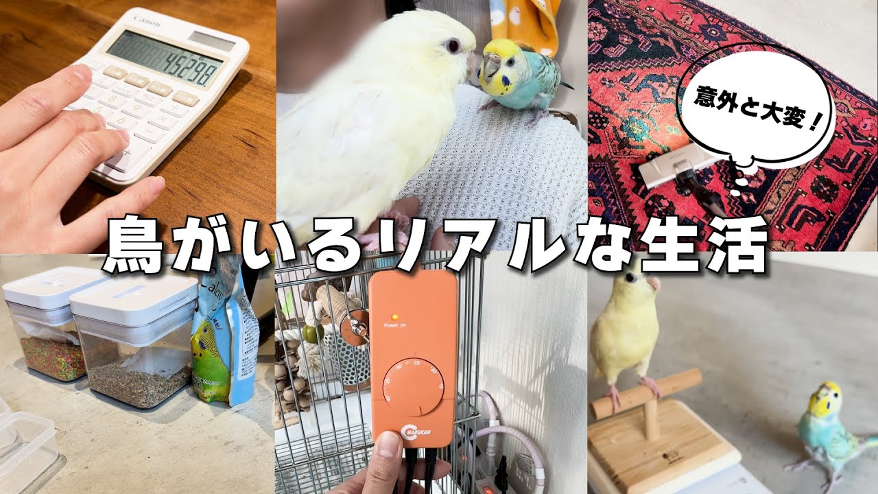 鳥と生活したらこうなった！リアルな生活を公開します【インコ】