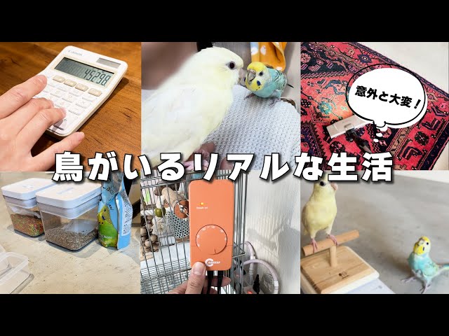 鳥と生活したらこうなった！リアルな生活を公開します【インコ】 - YouTube