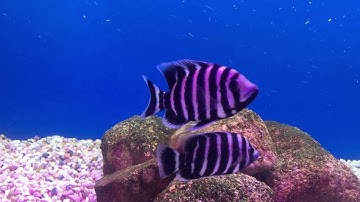 Cá Hoàng Tử Châu Phi #cáhoàngtửchâuphi #cahoangtuchauphi #duongquach