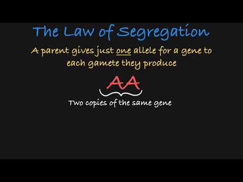 Mendel&rsquo;s Law of Segregation Explained