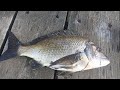 Ep. 9| Black Bream| Catch and Cook