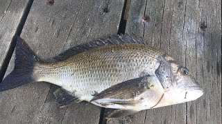 Ep. 9| Black Bream| Catch and Cook