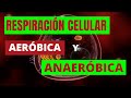 RESPIRACIÓN CELULAR AERÓBICA Y ANAERÓBICA