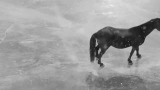 Nehre Hiçbir Zaman Ulaşamamış Üzgün Atlar Gibi Other Lives - For 12