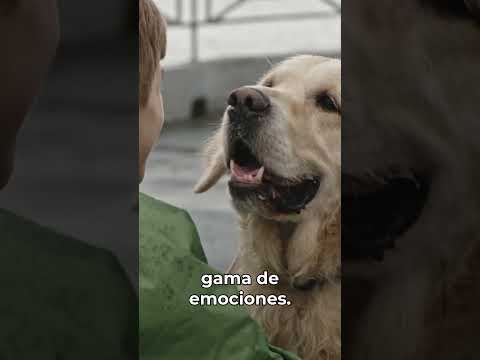 Los Perros y
