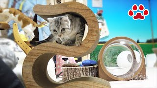 変わった形の爪とぎと猫達 Unusual shape scratching pad used in cat room【瀬戸の三毛猫日記】