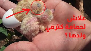 شاهد رمي حمام الزاجل لفراخها خارج العش  ومحاولة فاشلة لانقاد حياة الفرخ (زغلول) pigeon maroc