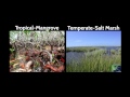 Combating coastal land loss, preserving resilient communities | Karen McKee | TEDxLSU