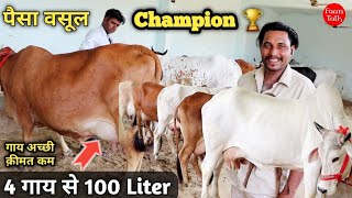 26 Liter Milk 👍4 गाय 100 लीटर दूध देगी Sahiwal Cholistani Rathi Tharparkar Cow 👍 CCBF Suratgarh Bull