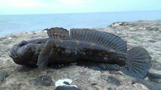 видео: Ловим бычка в марте.Как ловить бычка в марте?We catch goby in March. How to fish for goby in spring? картинка: Ловим бычка в марте.Как ловить бычка в марте?We catch goby in March. How to fish for goby in spring?