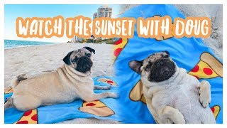 Watch The Sunset With Doug The Pug