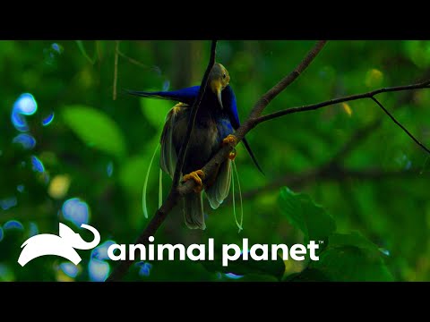 ¿Cuál es el origen del ave del paraíso de Wallace? | Misterios de Nuestro Planeta | Animal Planet