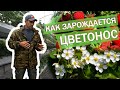 Зарождение цветоноса. НСД. КСД.РЕМОНТАНТНЫЕ СОРТА