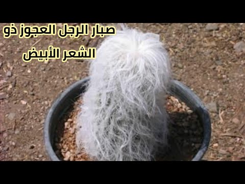 فيديو: رعاية صبار السيدة العجوز: زراعة صبار السيدة العجوز Mammillaria