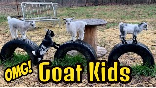 Baby Goats Playing / Happy little Goat Kids