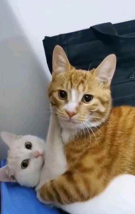 Без стука не входить! #shorts #cats #кошки #любовькошек - YouTube