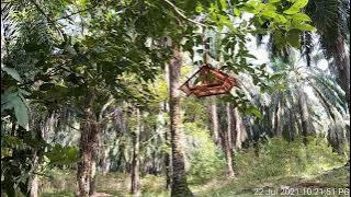 merbah lekir bapok hutan