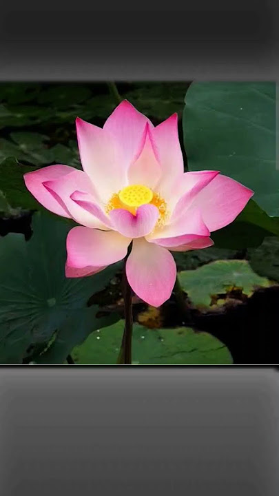The Lotus #lotus #theorder #TheorderoftheLotus