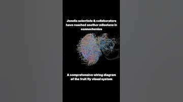 Janelia reveals connectome of the fruit fly visual system  #science #shorts #biology #research