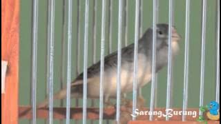 Kenari Spanish Timbrado Louder si Cantik Nan Bengal