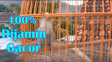 Masteran Lovebird Balibu Paling Direkomendasikan Untuk Lovebird Paud Anda Dari Lovebird Sadewo
