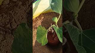 gardening fig plant in our home  bapatla #bapatla district  #growingfruitsincontainer#shorts