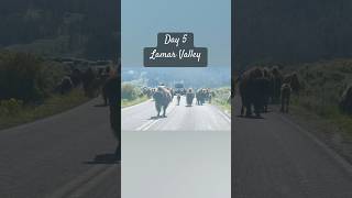 #yellowstone Series Day 5 : Lamar Valley. Gray Wolves / Bison / Fox