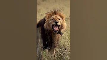 An Old King Morani The Lion At Age 14 In The Masai Mara Africa 