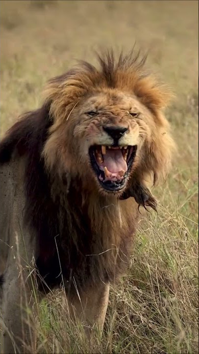 An old king - Morani the lion at age 14 in the Masai Mara, Africa