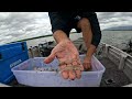 CATCH more FISH | BARRAMUNDI Fishing | LIVE BAIT | CATCH and COOK